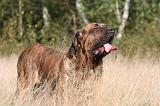 FILA BRASILEIRO 093